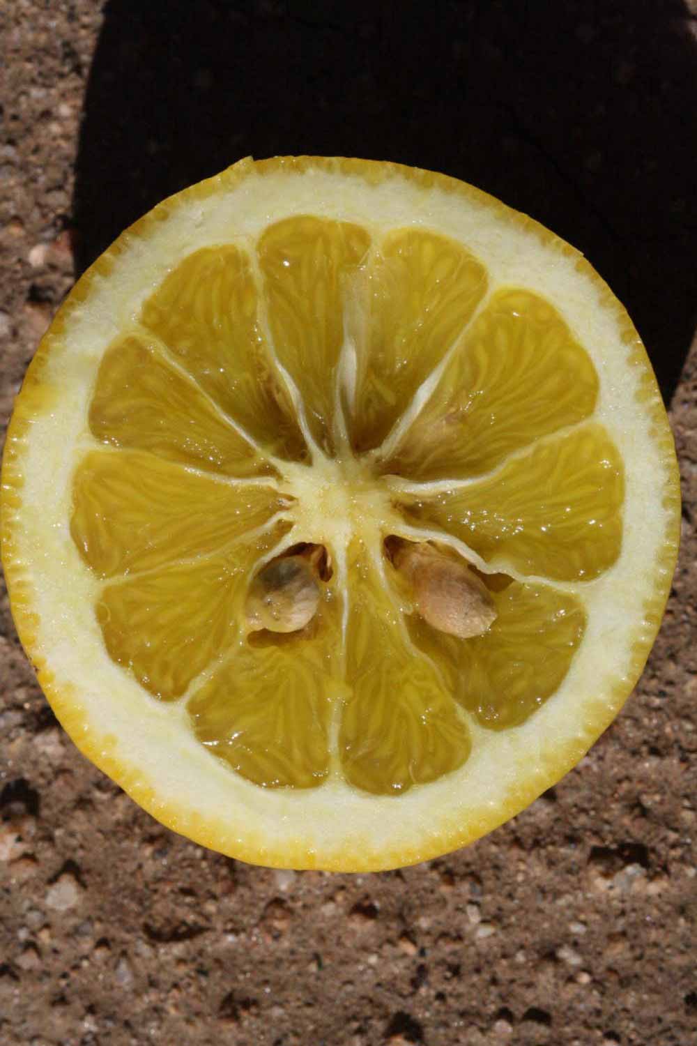              Fruit cross-section (Riverside, CA)       